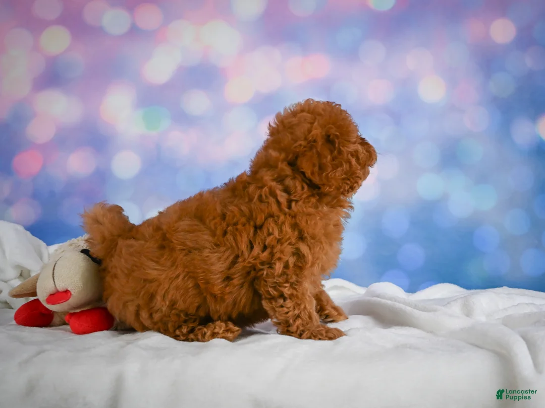 Cavapoo dogs for sale: Chief - Ad 1