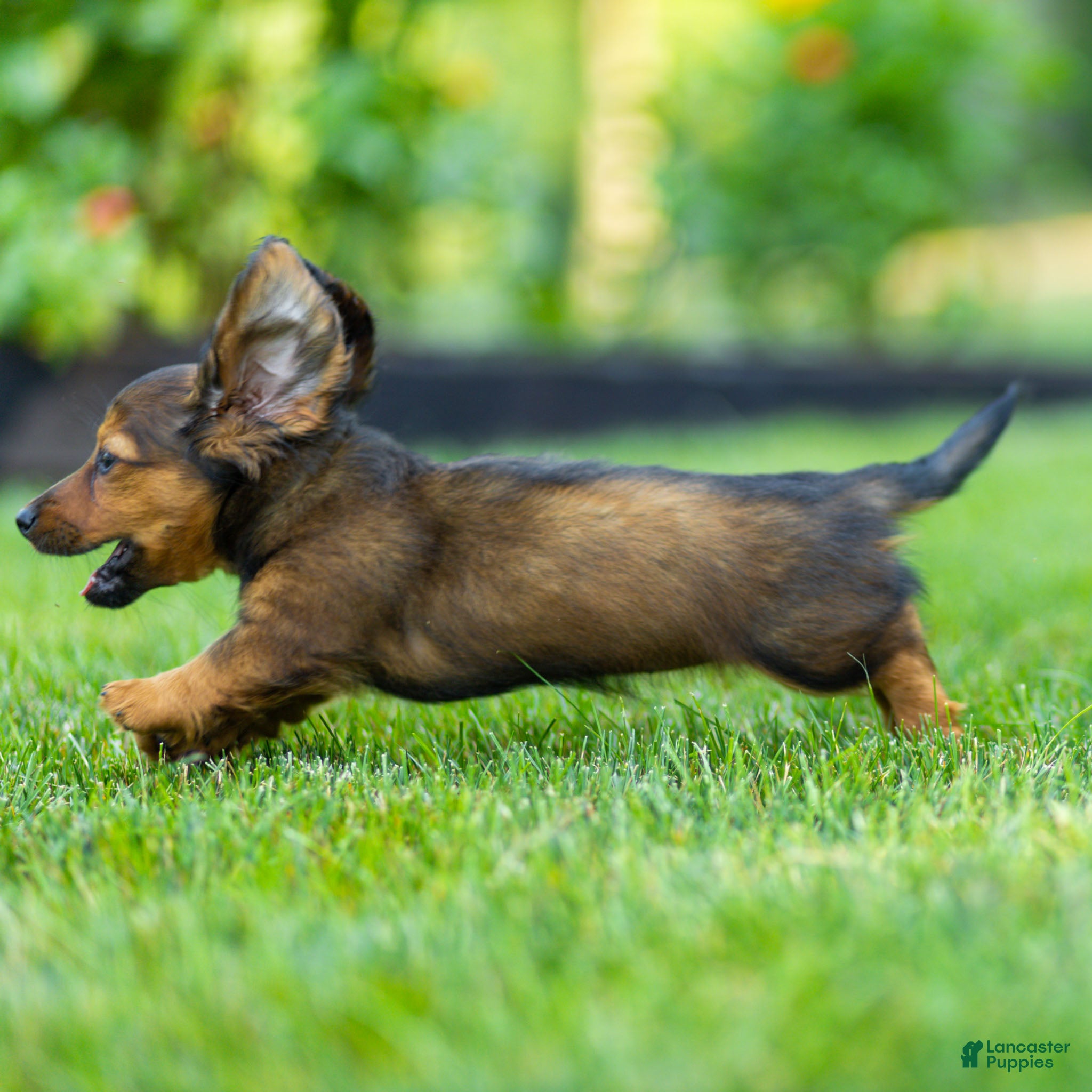 Miniature Dachshund dogs Marie Miniature Dachshund  - Ad 2