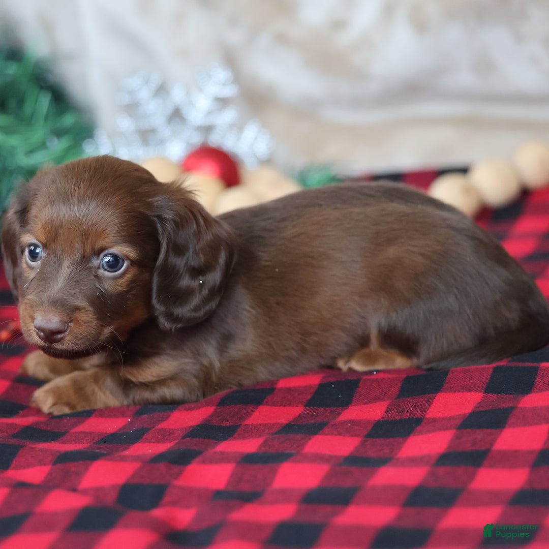 Miniature Dachshund dogs for sale: Snowflake  - Ad 6