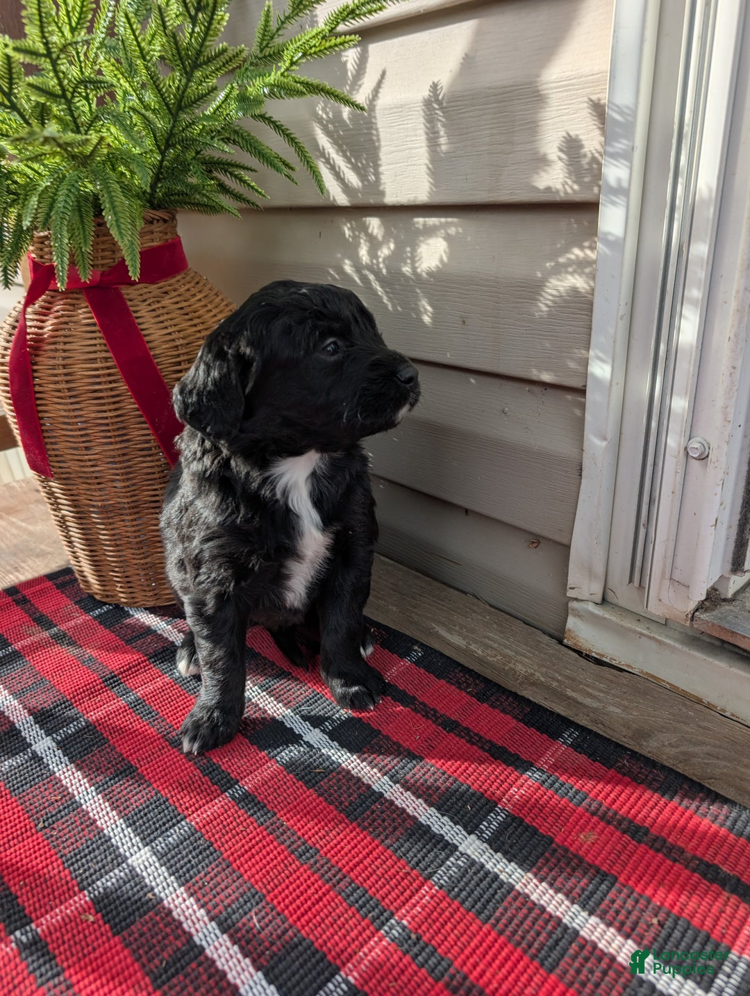 Mixed Breed dogs for sale: Max - Ad 2