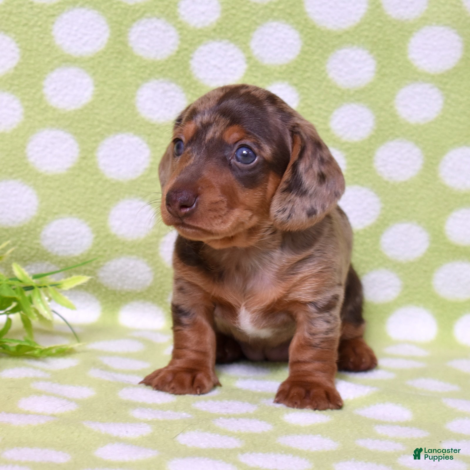 Miniature Dachshund dogs Wilma  - Ad 2