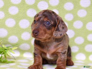 Miniature Dachshund dogs Wilma - Ad 3