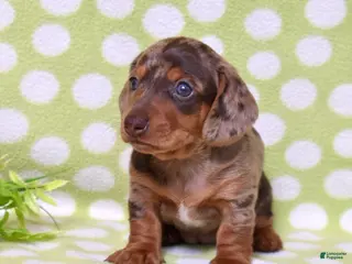 Miniature Dachshund dogs Wilma - Ad 36