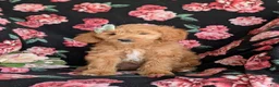 Mini Goldendoodle dogs for sale: Belinda Hypoallergenic - Ad 5