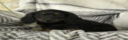 Miniature Dachshund dogs for sale: Acorn - Ad 2