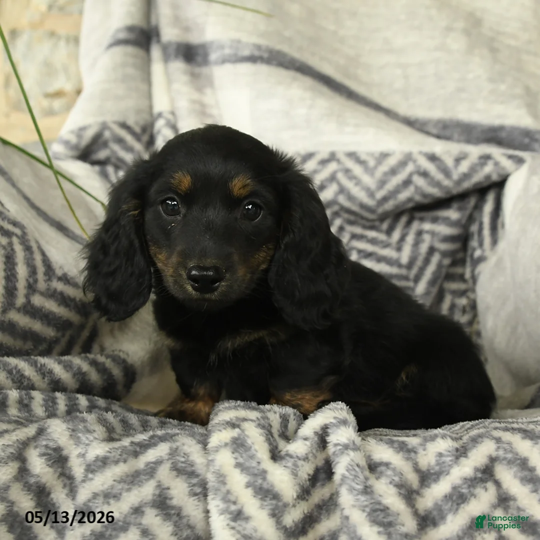 Miniature Dachshund dogs for sale: Acorn - Ad 2