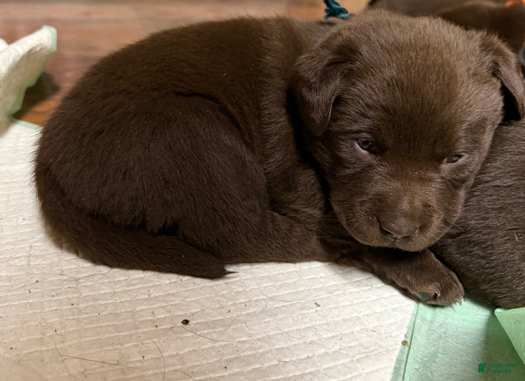 Labrador Retriever dogs for sale: Labrador Retriever JACKIE - Ad 7