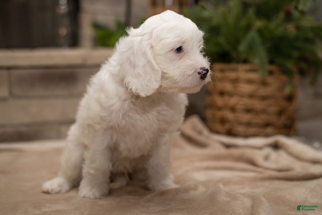 Cavapoo dogs Oliver - Ad 37