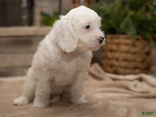 Cavapoo dogs Oliver - Ad 39