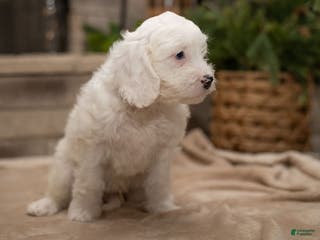 Cavapoo dogs Oliver - Ad 17