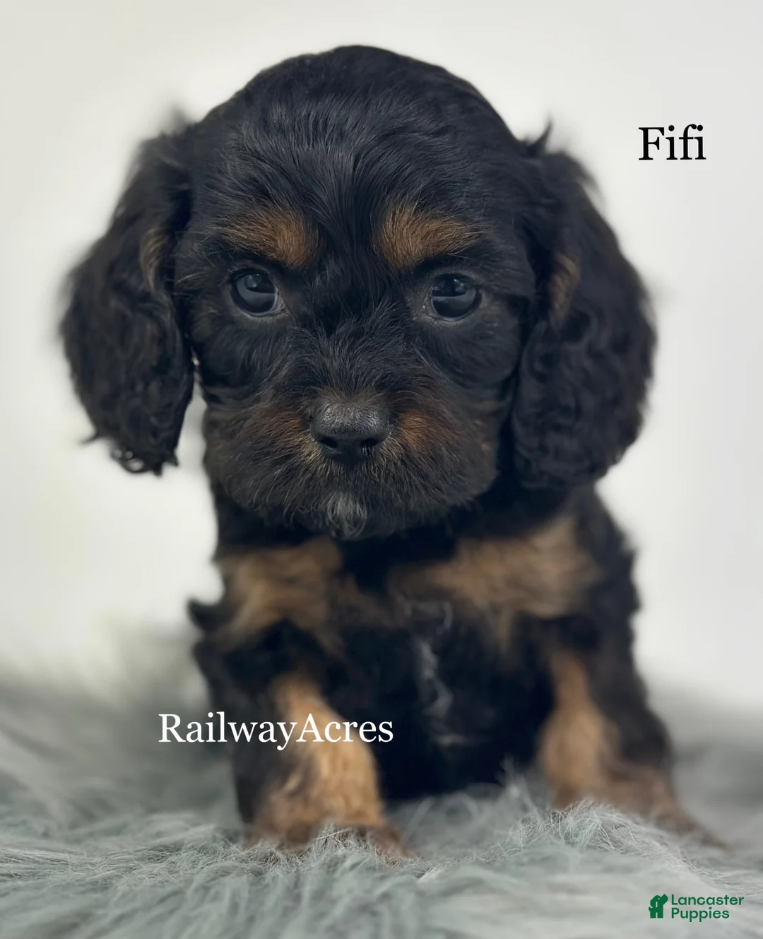 Cavapoo dogs for sale: Fifi - Ad 2