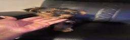 Yorkshire Terrier dogs for sale: Yorkshire Terrier Puppy 1 - Ad 3
