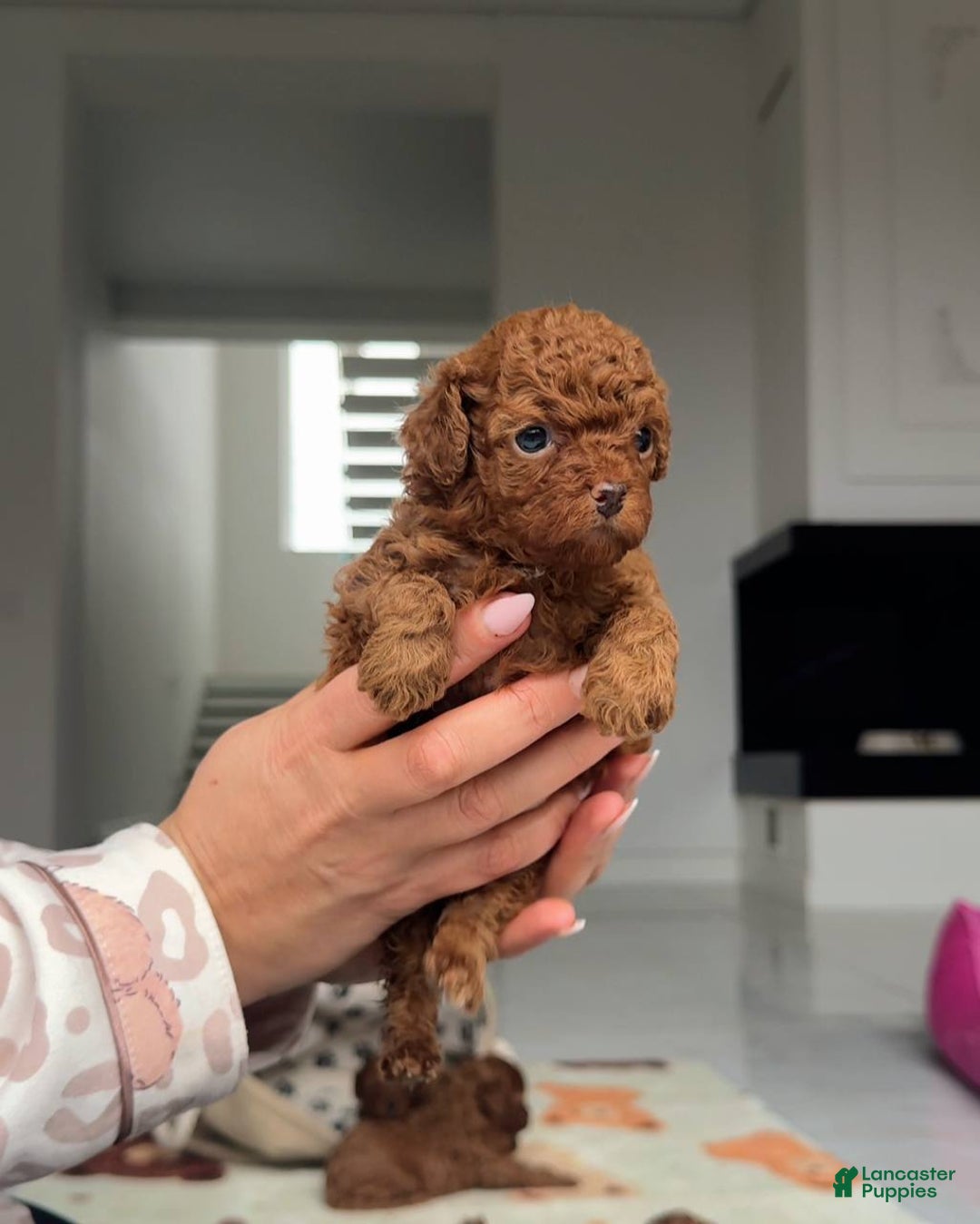 Miniature Poodle dogs for sale: Miniature Poodle Puppy 1 - Ad 1