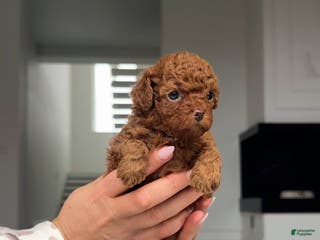 Miniature Poodle dogs Miniature Poodle Puppy 1 - Ad 7