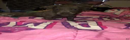 Mixed Breed dogs for sale: Pit wennie - Ad 4