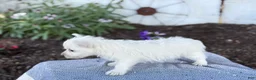 West Highland Terrier dogs for sale: Bandit - Ad 13
