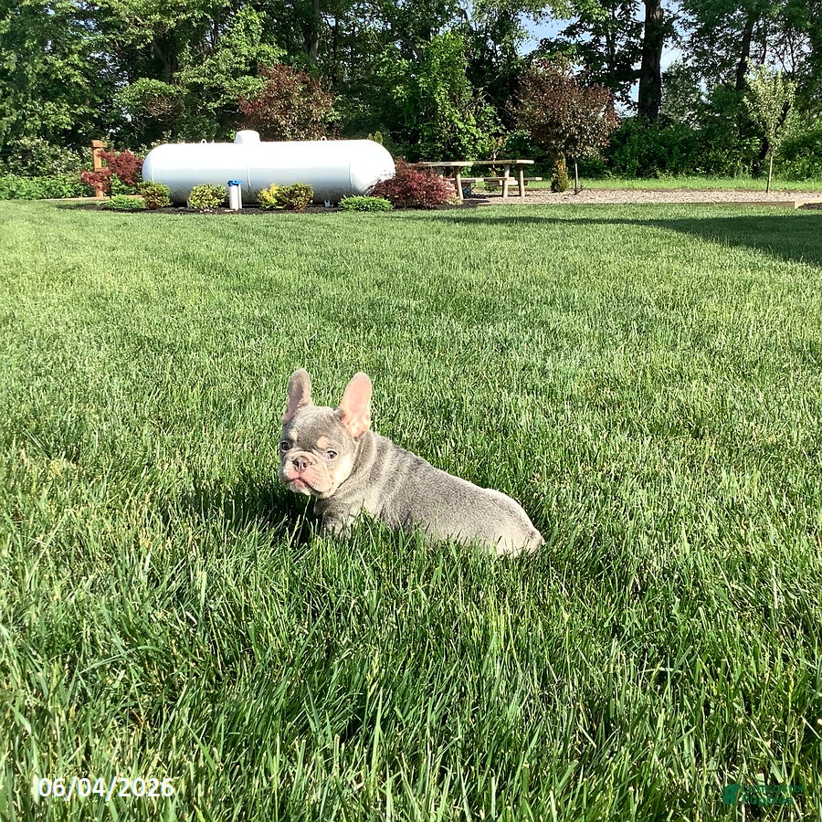 French Bulldog dogs Captain - Ad 2