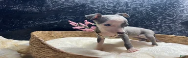 Italian Greyhound 5