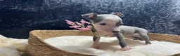 Italian Greyhound dogs for sale: Italian Greyhound 5 - Ad 1