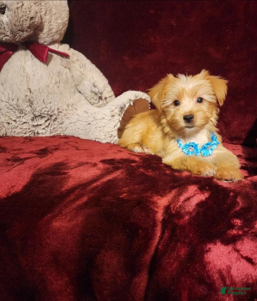 Yorkshire Terrier dogs for sale: TUCKER - Ad 1