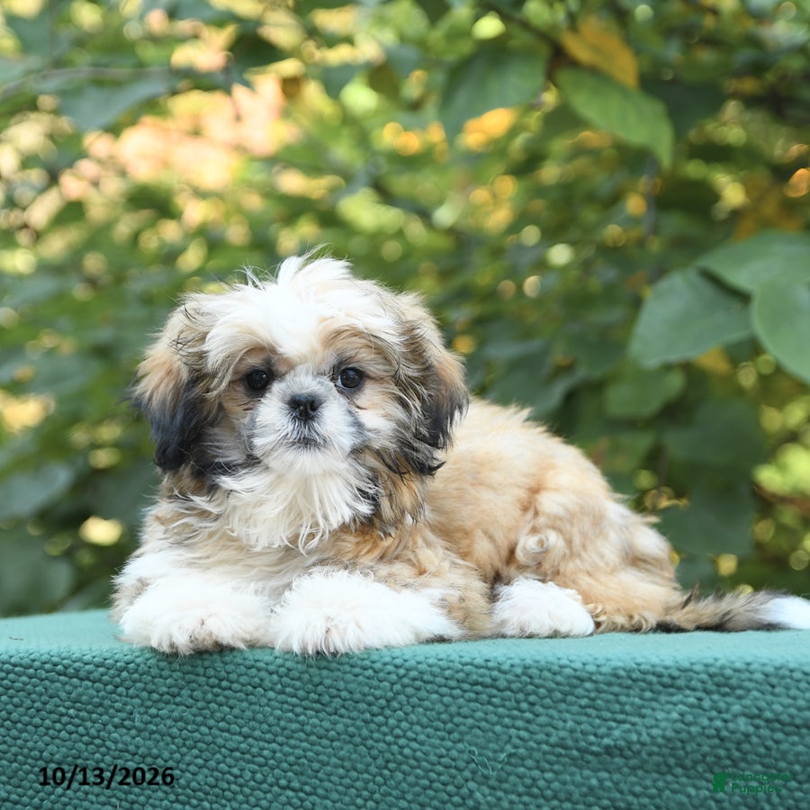 Shih Tzu dogs Benji - Ad 2