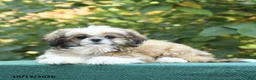 Shih Tzu dogs for sale: Benji - Ad 2