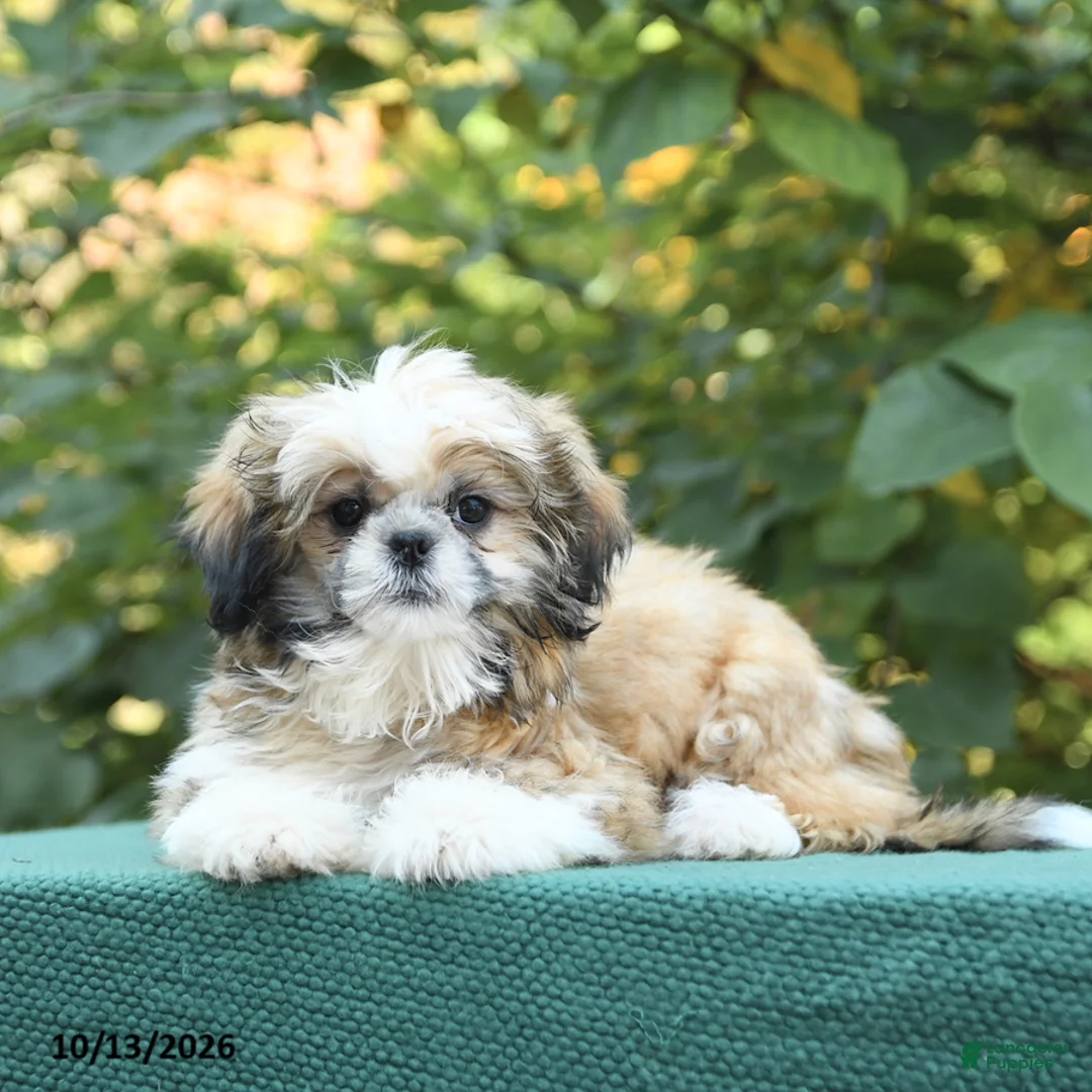 Shih Tzu dogs for sale: Benji - Ad 2
