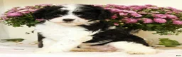 Cavapoo dogs for sale: Winnie - Ad 6