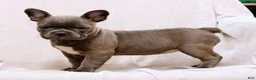 Frenchton dogs for sale: Bethany - Ad 7