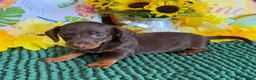 Miniature Dachshund dogs for sale: Twix Girl - Ad 1