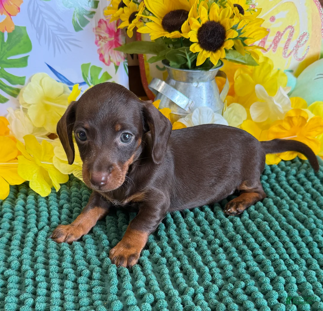 Miniature Dachshund dogs for sale: Twix Girl - Ad 1