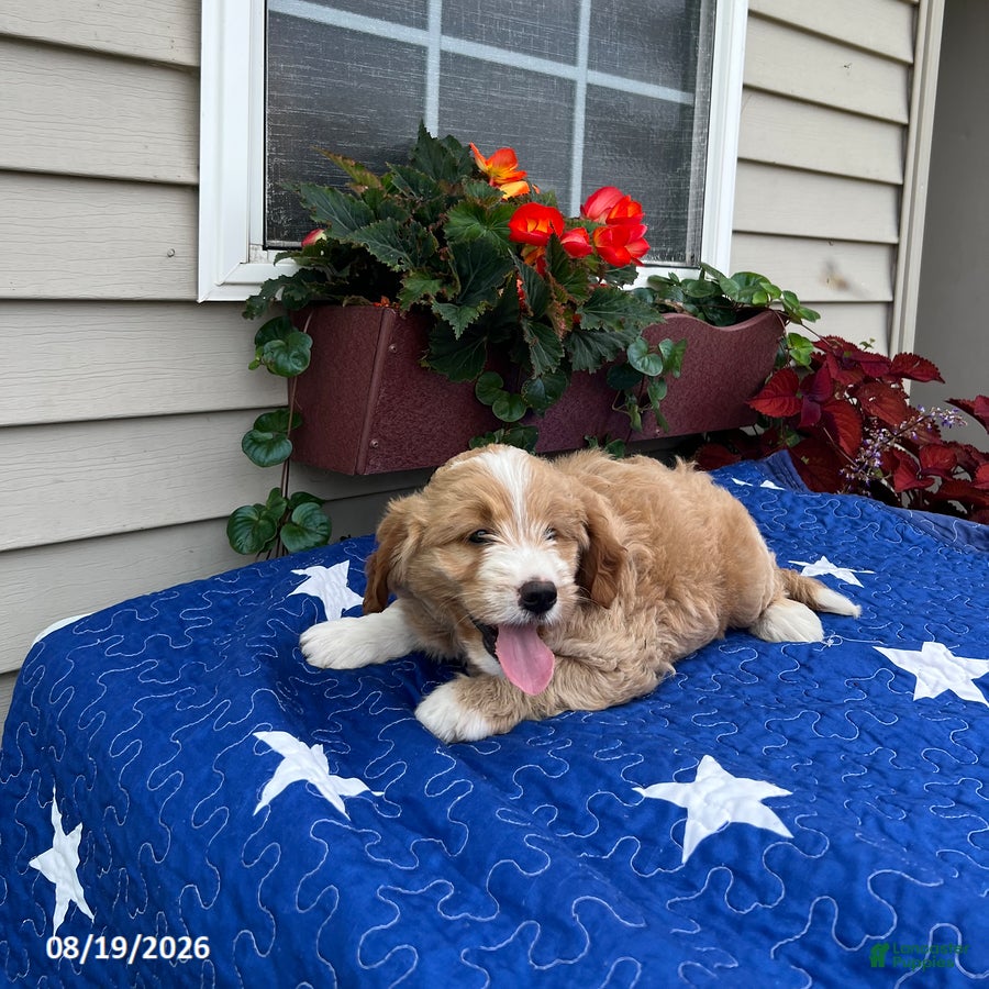 Mini Goldendoodle dogs Coby - Ad 1