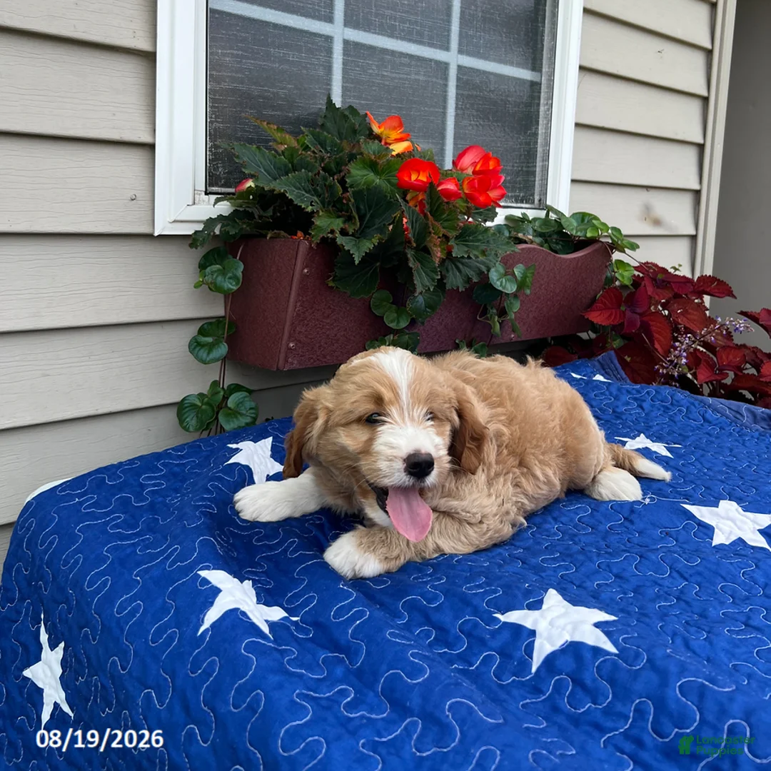 Mini Goldendoodle dogs for sale: Coby - Ad 1