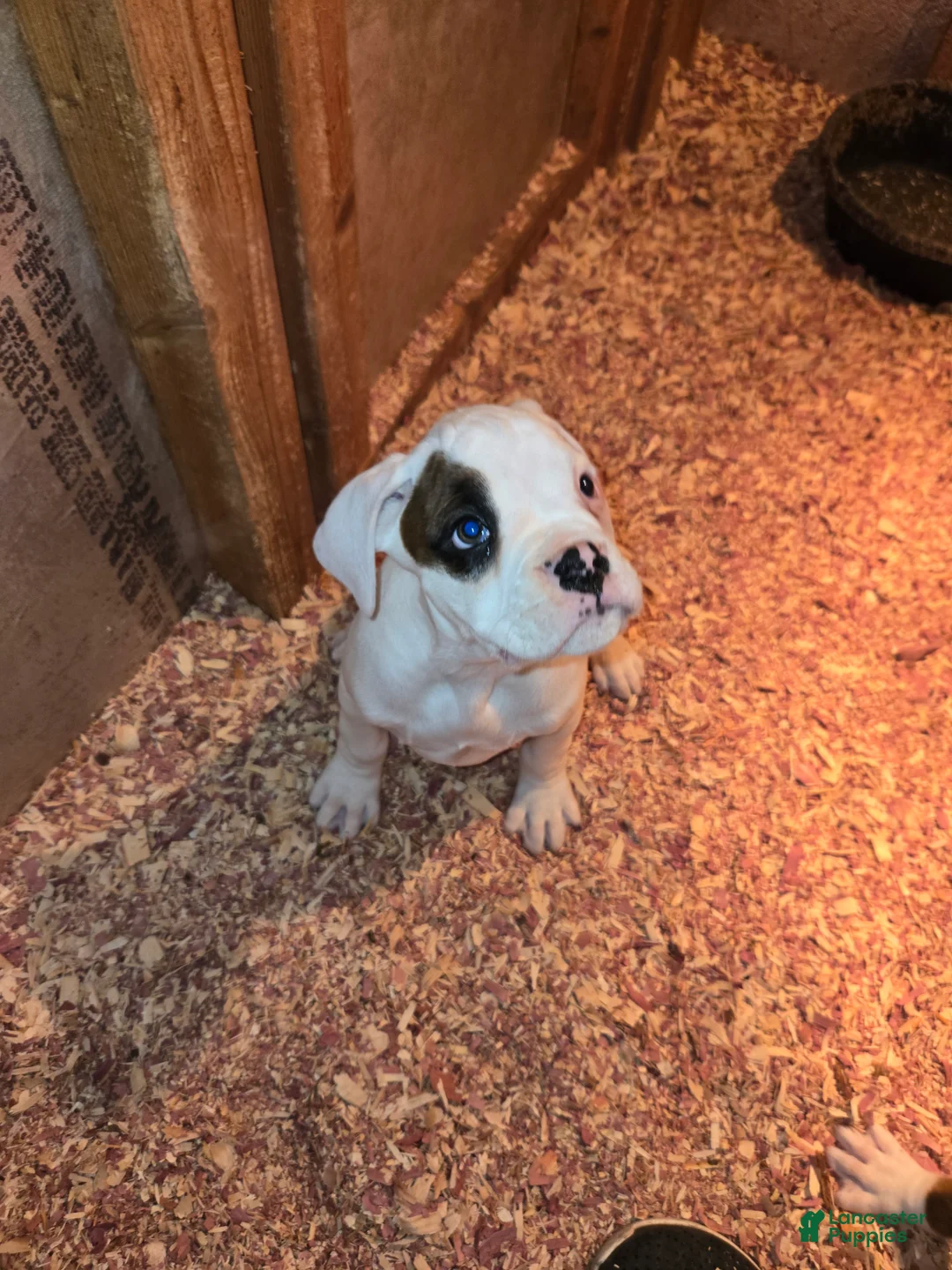 Boxer dogs for sale: Jimmy - Ad 12