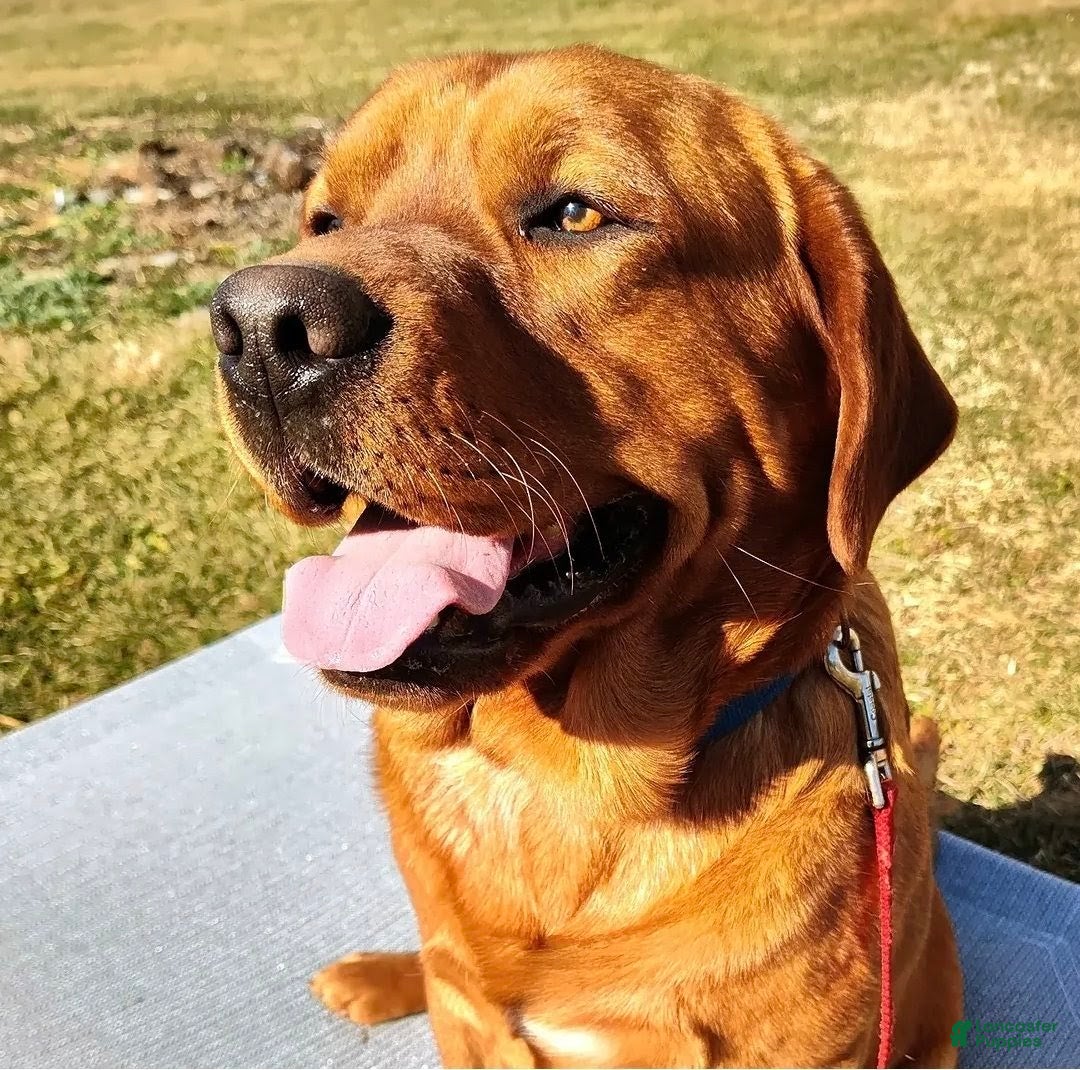 Labrador Retriever dogs Labrador Retriever Puppy 1 - Ad 1