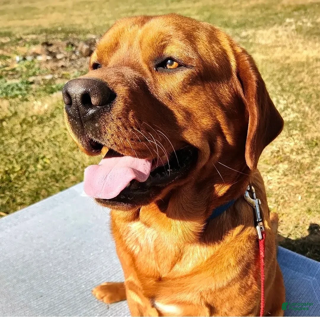 Labrador Retriever dogs for sale: Labrador Retriever Puppy 1 - Ad 1