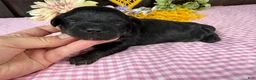 Havapoo dogs for sale: Havapoo 4 - Ad 5