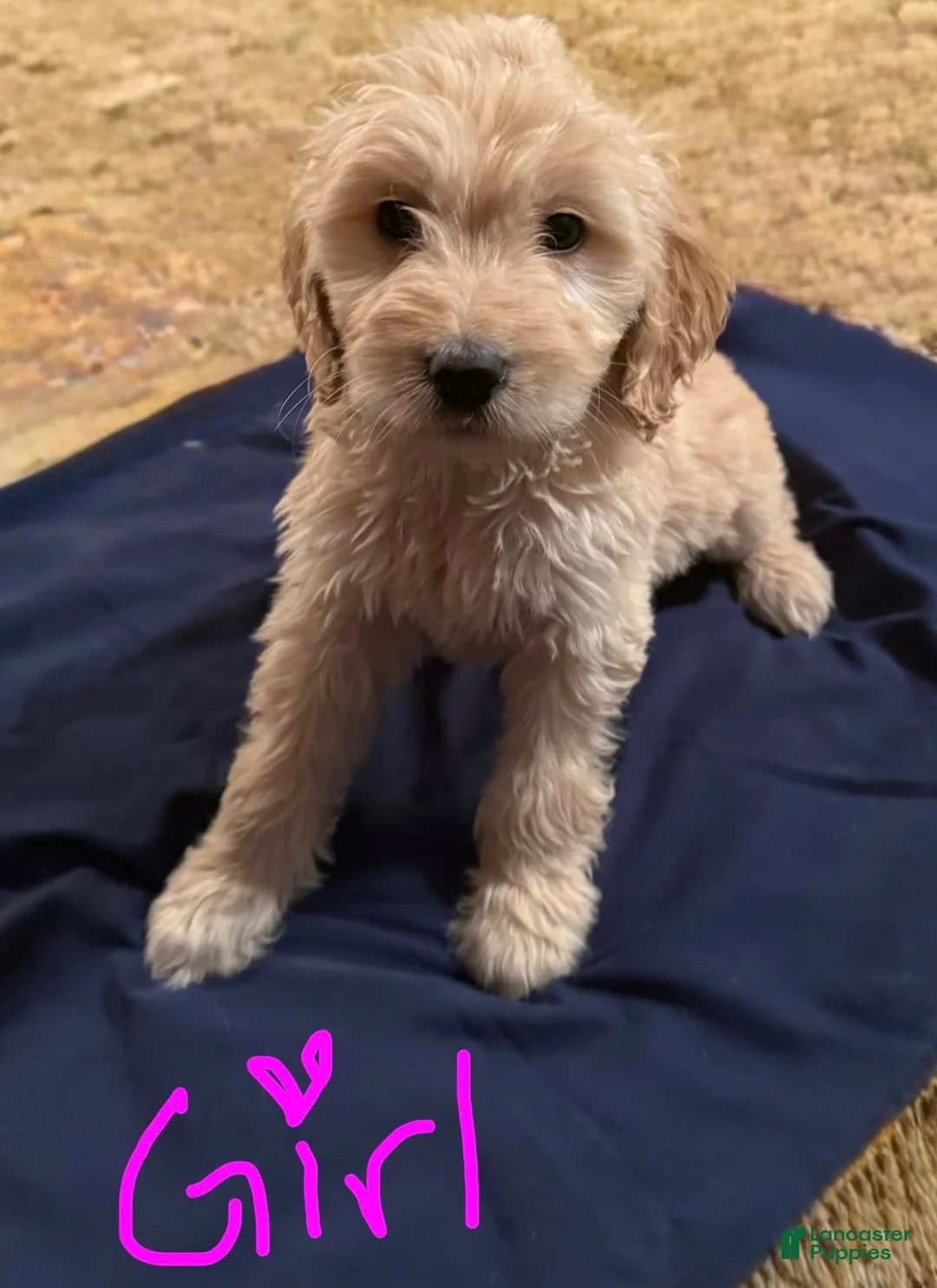 Goldendoodle dogs for sale: Goldendoodle 1 - Ad 1