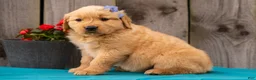 Golden Retriever dogs for sale: Tula - Ad 2
