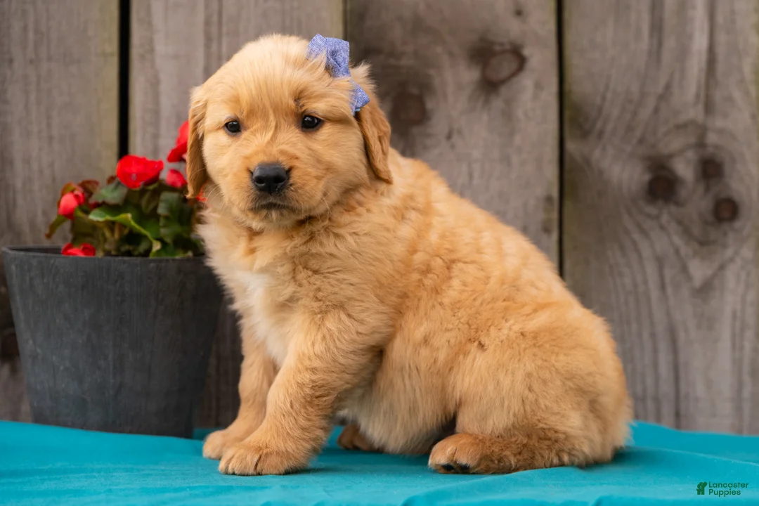 Golden Retriever dogs for sale: Tula - Ad 2