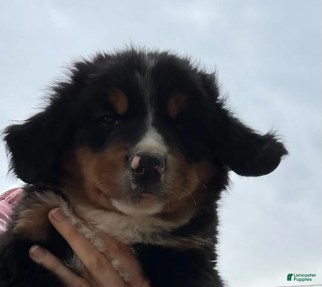 Bernese Mountain Dog dogs Charlie - Ad 7