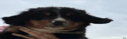 Bernese Mountain Dog dogs for sale: Charlie - Ad 1