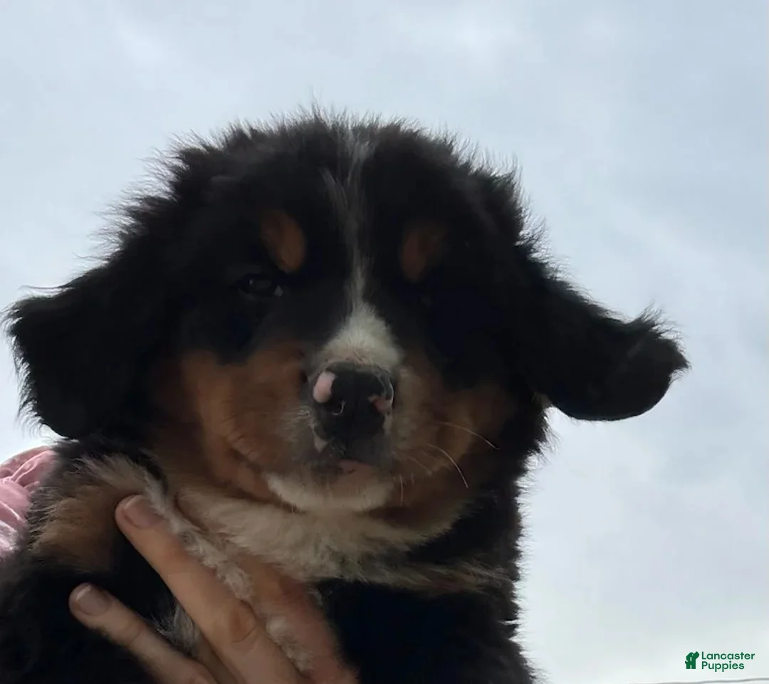 Bernese Mountain Dog dogs for sale: Charlie - Ad 1