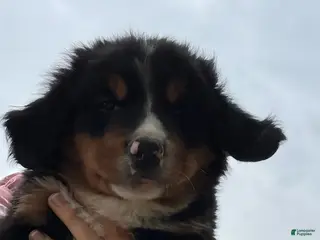 Bernese Mountain Dog dogs Charlie - Ad 7