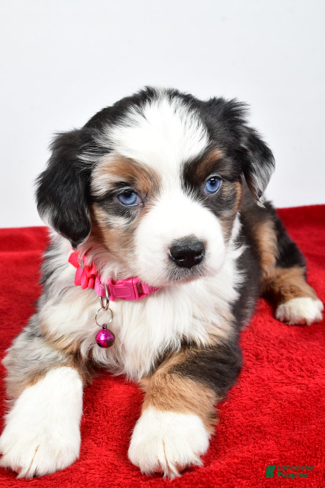 Miniature Australian Shepherd dogs for sale: Orlinda  - Ad 7
