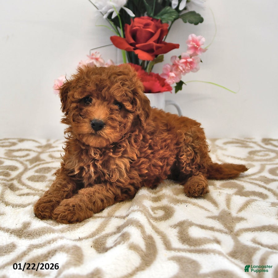 Mini Goldendoodle dogs for sale: Cookie - Ad 1