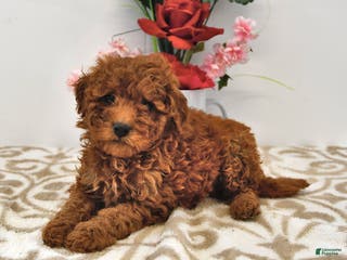 Mini Goldendoodle dogs for sale: Cookie - Ad 1