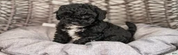 Cockapoo dogs for sale: Lucy - Ad 3