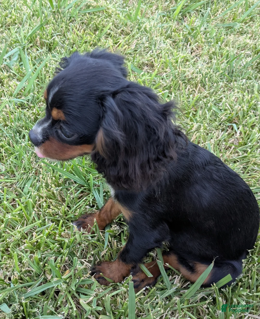 Cavalier King Charles Spaniel dogs for sale: Princess - Ad 2