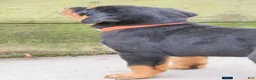 Rottweiler dogs for sale: Farley - Ad 2